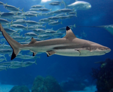 日照海洋公园迎来第一批鲨鱼，计划年内试营业